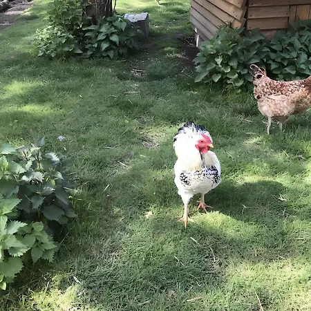 Ferienhaus Hobbyhof Bei Plau Am *