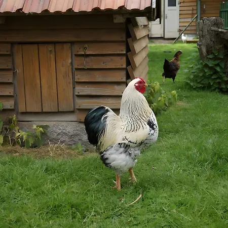 Ferienhaus Hobbyhof Bei Plau Am