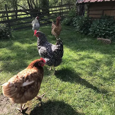 Hobbyhof Bei Plau Am Ferienhaus